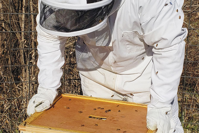 harvesting-honey