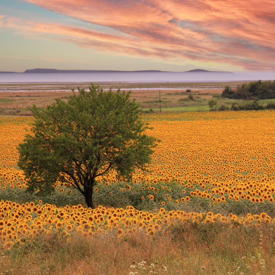 Briefly in Kansas Banking; A lone tree stands in a vibrant sunflower field under a dramatic sunset, with colorful clouds and distant mountains, creating a serene landscape.