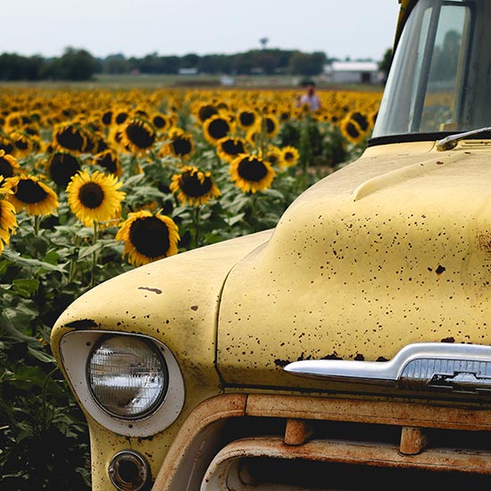Old truck in sunflower field