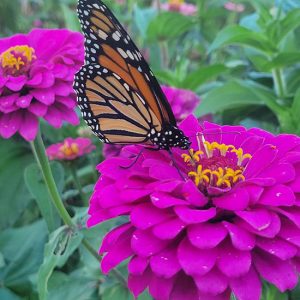 Picturing-Kansas-2026-FEATURE - Butterfly on a pink flower