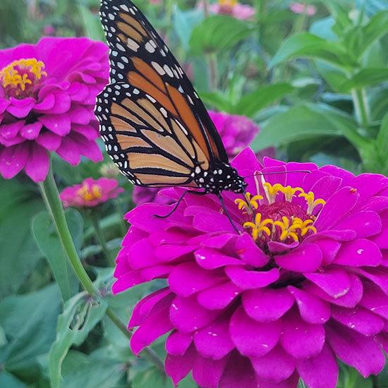Picturing-Kansas-2026-FEATURE - Butterfly on a pink flower